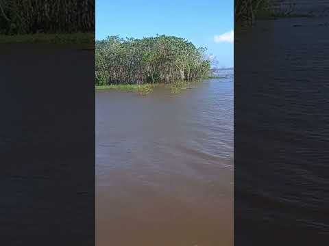 Encantos e Encontros na Amazônia, águas do Cavado e do Rio Amazonas. Itacoatiara-AM