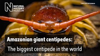 Giant centipede found in the UK | Natural History Museum