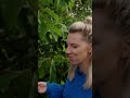 Huh?! Een indianenbanaan? | #Shorts