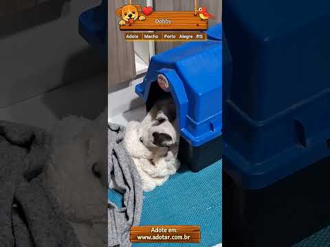 Vídeo de Dobby