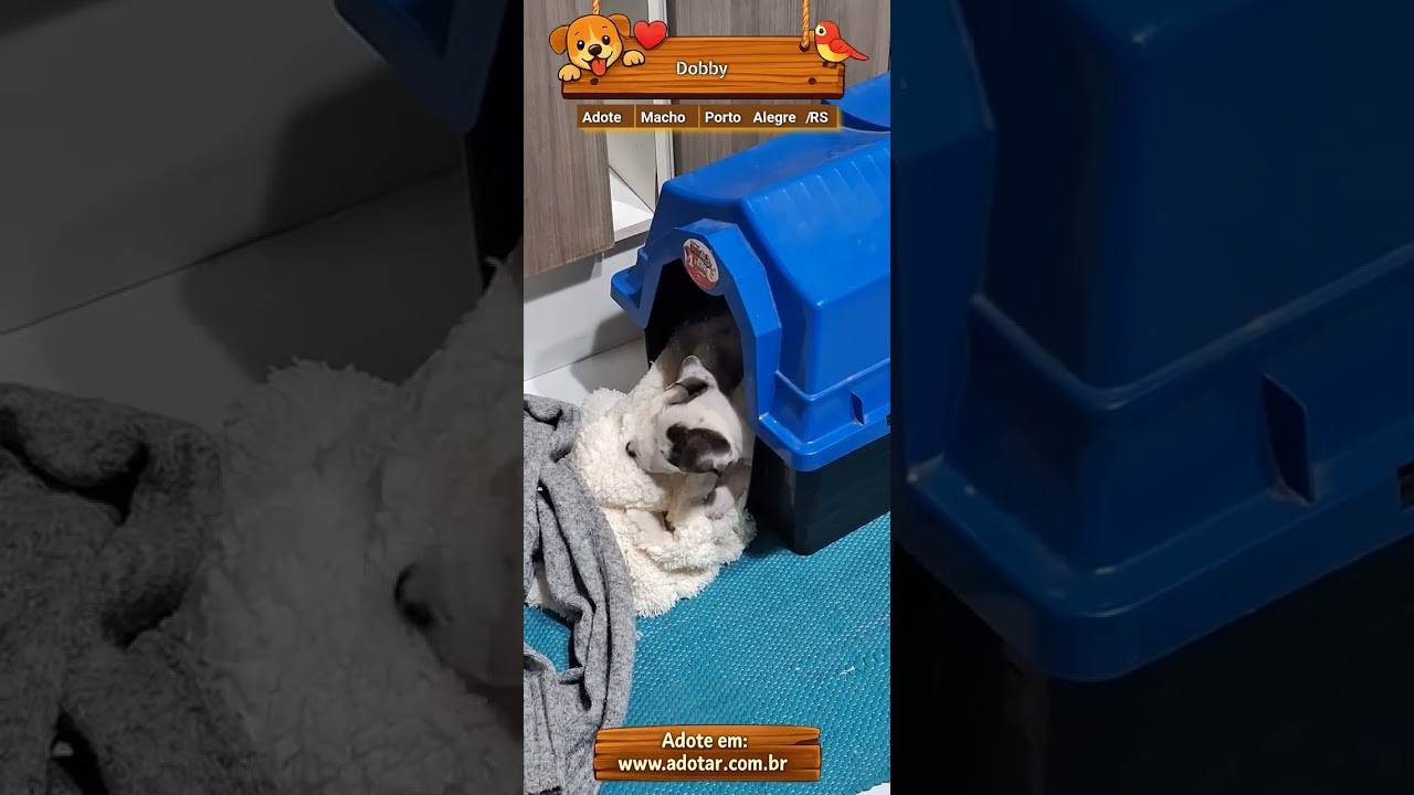 Cachorro raça SRD-ViraLata idade Abaixo de 2 meses nome Dobby