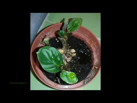 Паутинный клещ на комнатных растениях как бороться