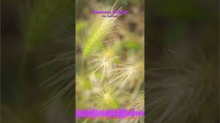 Miniature YouTube : Summer Dream | Musique Ambiante & Relaxation par Soochrys