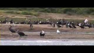 preview picture of video 'seagulls, cormorants & pelicans everywhere'