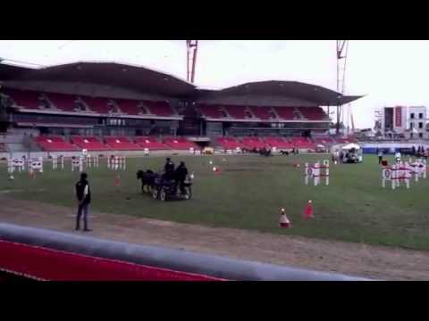 Obstathon Pairs Driving Comp Ponies @ Equitana