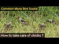 Myna Bird Sound Myna Bird Chicks Common Myna Bird Song
