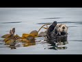 Detroit Zoo Sea Otters And Climate Change Short Film Project