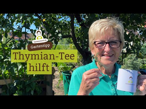 Herbal pharmacy in the garden: Thyme tea for coughs, bronchitis, and as an expectorant | Medicina...