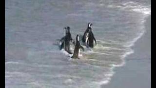 preview picture of video 'Pengiuns at Boulders Bay, South Africa'