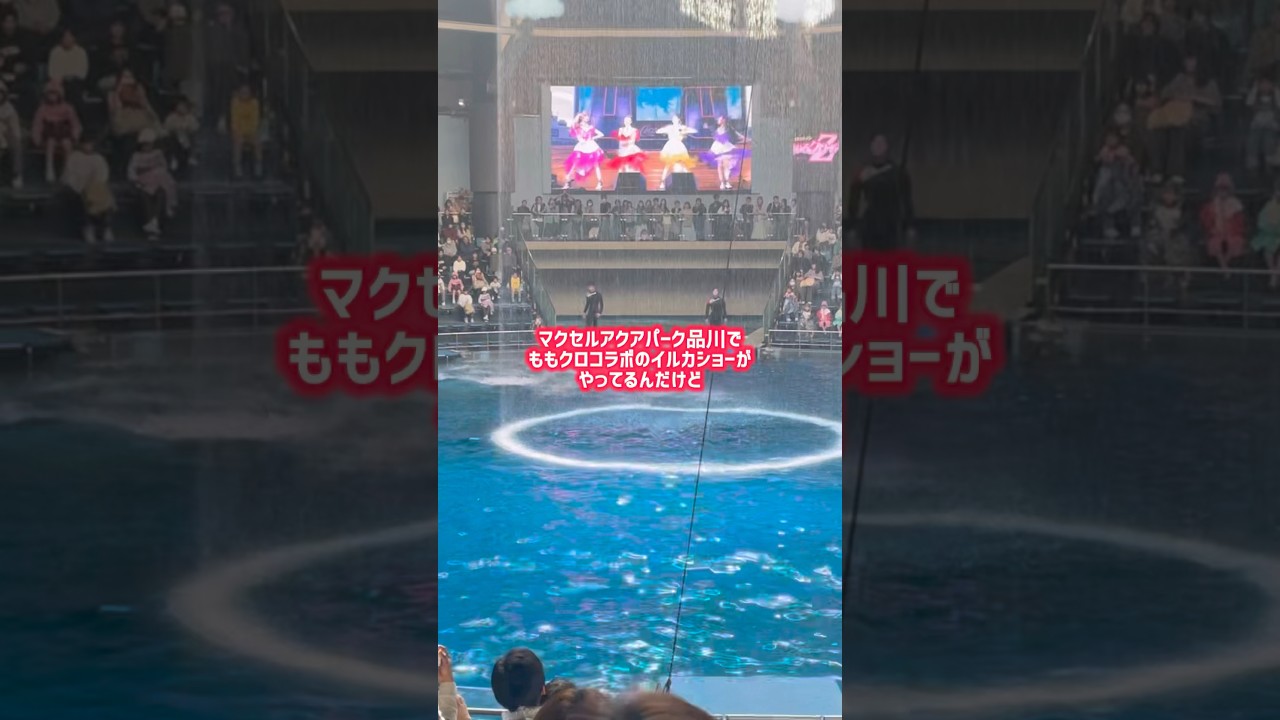 ももクロのイルカショーが楽しすぎた🐬#ももクロ #マクセルアクアパーク品川