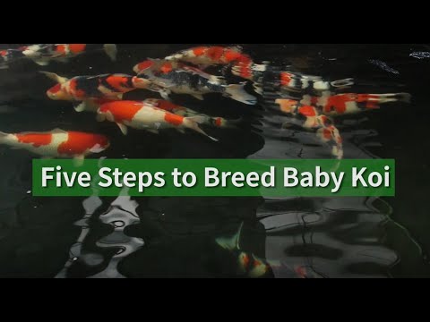 Five Steps to Breed Baby Koi