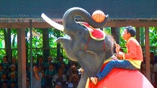 preview picture of video 'Нонг Нуч: шоу слонов. Nong Nooch: the elephant show'