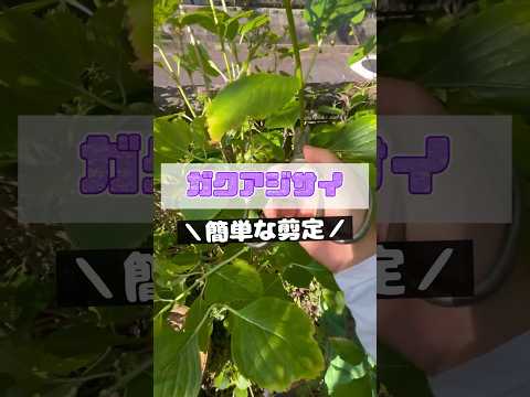 アジサイの剪定方法は？避けるべき最も一般的な間違い  庭園