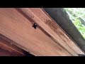 Brand New Shed Getting Destroyed by Carpenter Bees in Kendall Park, NJ