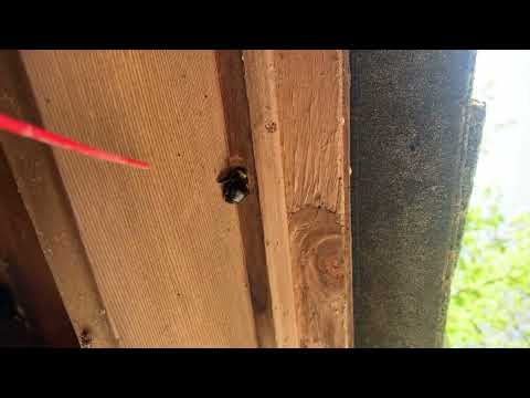 Brand New Shed Getting Destroyed by Carpenter Bees in Kendall Park, NJ