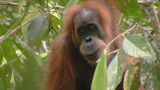 Miniatura do vídeo