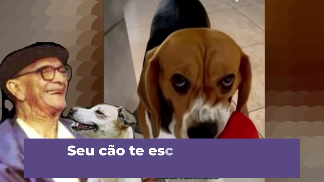 Seu cão te escolheu e você é a maior missão dele!