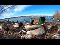 10 hours - Ducks, Geese and Seagulls - December 27, 2021
