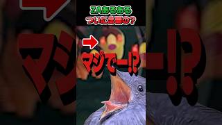 【神回】異次元ミアレで親分色違い！？確率を超えた奇跡が起きたｗｗｗ　#PokemonLegendsZA #ZAあるある #ポケモン #レジェンズZA