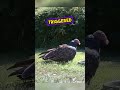 How does this Crow outsmart two Vultures...😢❤️ #shorts
