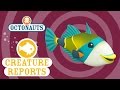 Octonauts Creature Report Humu