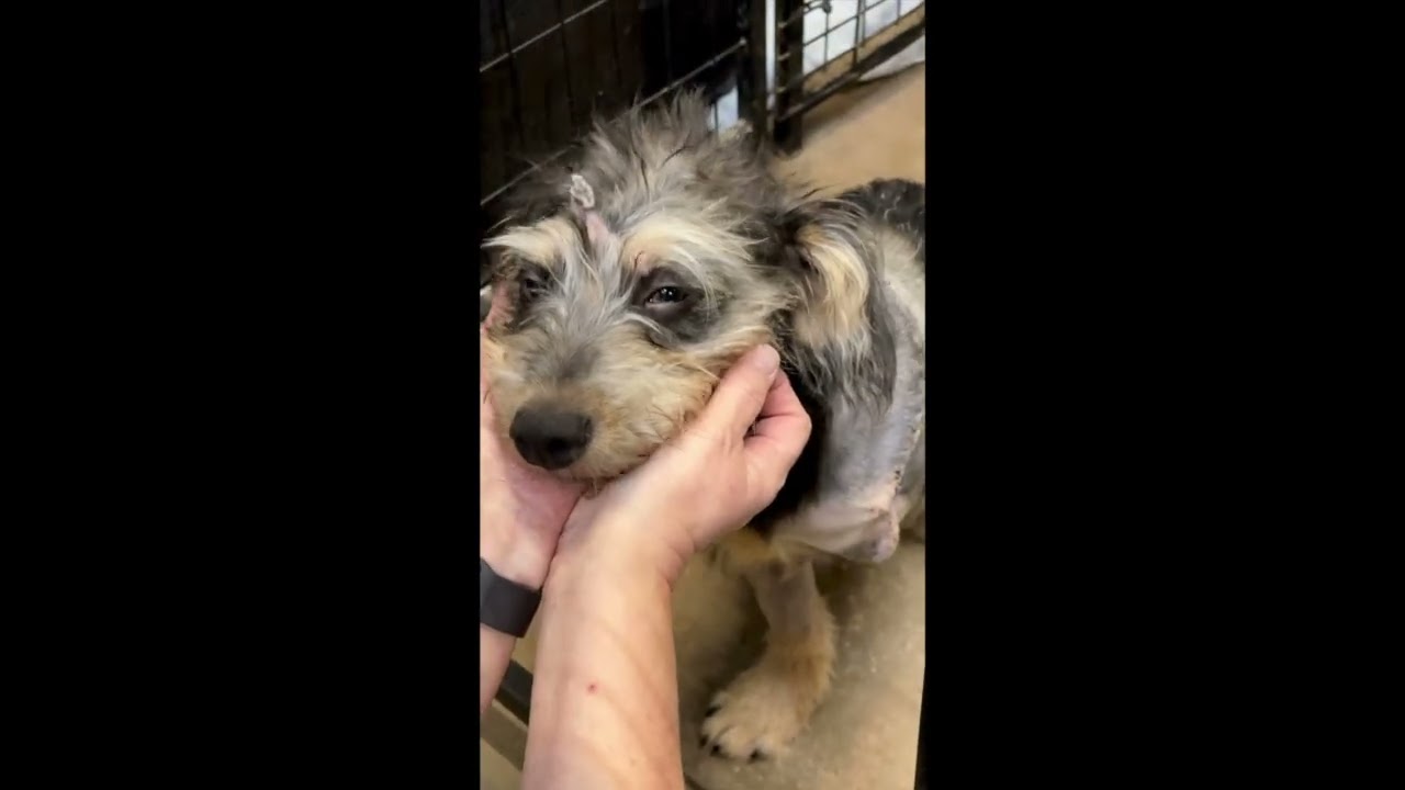 Enlarge Ranger, an adopted mixed breed in Centerville, GA video 2/2