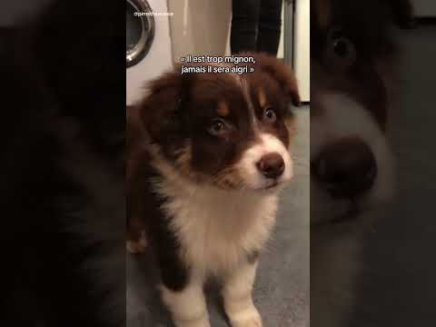 Ton chien aussi te lance parfois LE regard ? 👀 Merci à @pimstheaussie pour cette vidéo 🤗  #chien