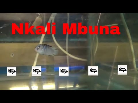 Nkali breeding colony