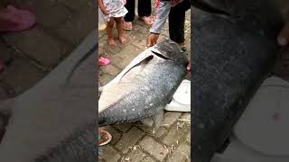 Download lagu Does not fit scales for monster GT mp3