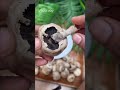 How to clean Mushrooms | #Shorts | | Cleaning Button Mushrooms! 🍄 Kitchen hack! | Tips