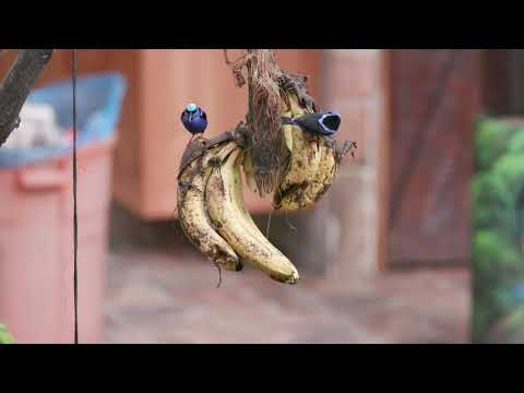 Male Red-legged Honeycreepers in Mating Plumage