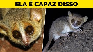 Lêmure-rato: o animal mais divertido que você vai conhecer hoje!