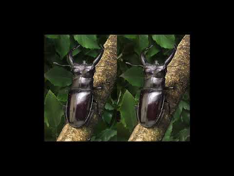 目が良くなる、平行法で見る3Dクワガタ