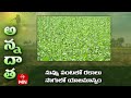 నువ్వు పంటలో రకాలు సాగులో యాజమాన్యం Kh