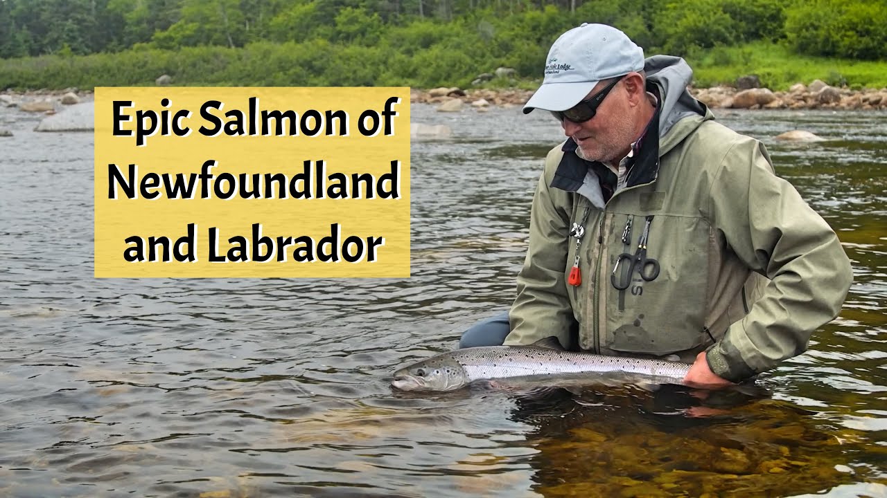 Epic Salmon of Newfoundland and Labrador