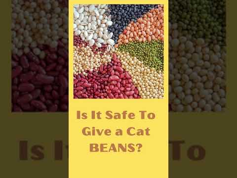 Is It Safe to Give Cats Beans? #Shorts #feedingcats #catseatbeans