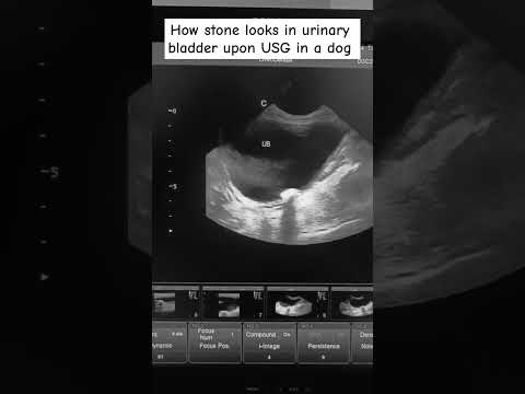#USG of Urinary bladder in a dog having stone/#how stone looks on USG in dog/#Acoustic shadowing