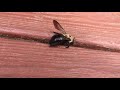 Bee Curious1