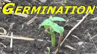 Germination Results... #130 Heirloom Organic Vegetable Garden