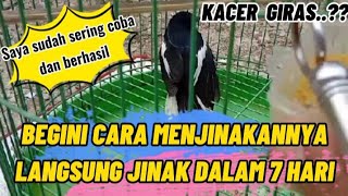 Download lagu HOW TO TAME A GIRAS KACER IN 7 DAYS mp3 Download lagu HOW TO TAME A GIRAS KACER IN 7 DAYS mp3