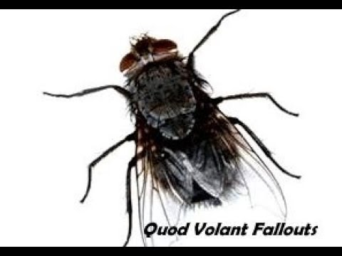 DE FALLOUTS - De Vlieg /  De Fantast Live 2018