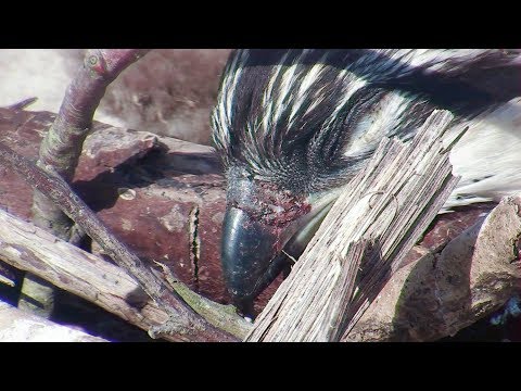 Chick Aggression in Ospreys