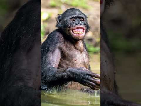 Monkey vs duck #shorts #monkeyking