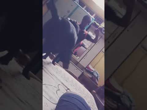 Friendly dog, but beware of owner. ...  Every snack you make, every meal you bake. ...  My dog wink