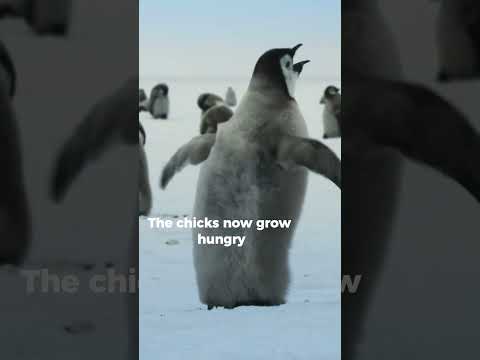 Emperor Penguins and their strange biology