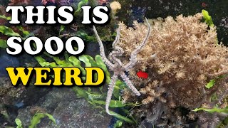 Adding a WEIRD Starfish &amp; Aquarium MYSTERY | Fluval Shaker 252 REEF TANK Update