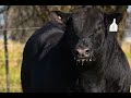 MALIGNO ANGUS SEMEX CIAVT