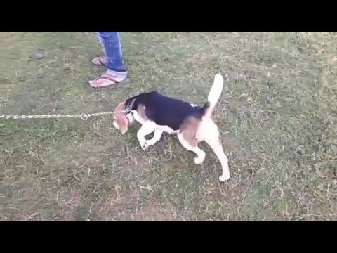 nanaku prematho ki ankitham