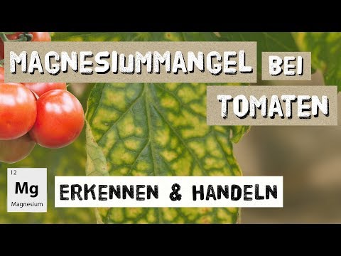 , title : 'Magnesiummangel bei Tomaten - Erkennen und Handeln - Expertenwissen'