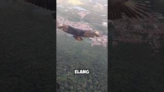 Download lagu Tiba-tiba Di Dekati Burung Elang 🦅 mp3